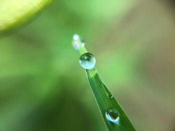 Close-up of raindrops on leaf