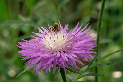 Close-up of bee pollinating on purple flower