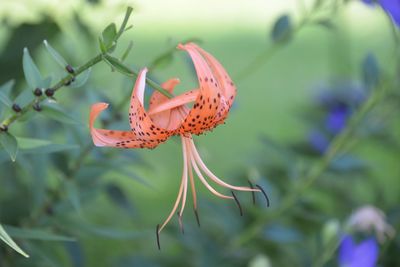 Close-up of orange flower