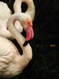 Close-up of birds