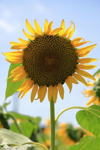 Close-up of sunflower