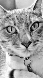 Close-up portrait of cat