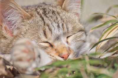 Cat enjoys nap