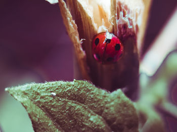 Close-up of ladybug on flower