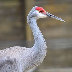 Close-up of a bird