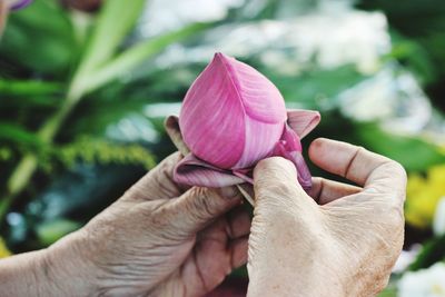 Close-up of hand holding pink rose