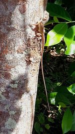 Close-up of tree trunk