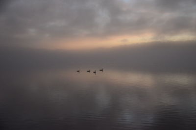 View of birds flying over sea