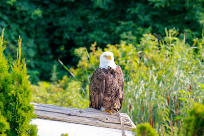Rear view of owl perching on plant