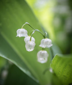 Close-up of raindrops on plant