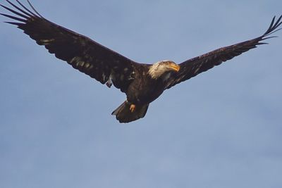 Low angle view of eagle flying against sky