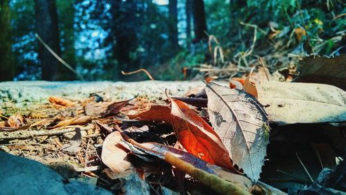 Close-up of dry leaves in forest