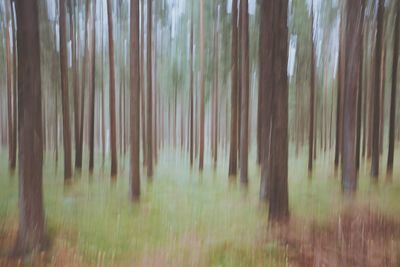 Close-up of bamboo trees in the forest