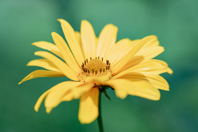 Close-up of yellow flower