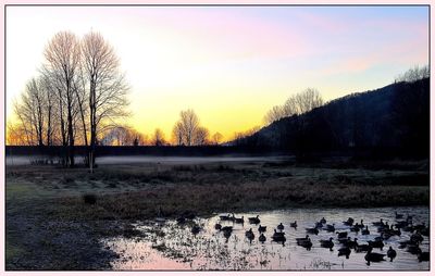 Bare trees on field at sunset