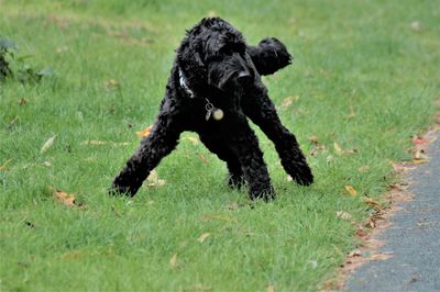 Black dog running on field