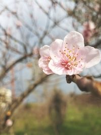 Close-up of cherry blossoms in spring