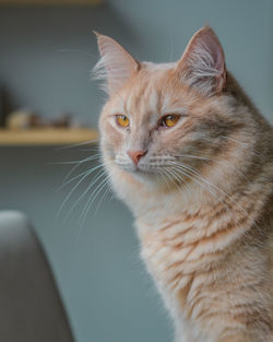 Close-up of cat looking away