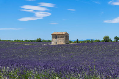 Scenic view of flowering plants on field against sky