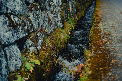 Close-up of moss growing on rock