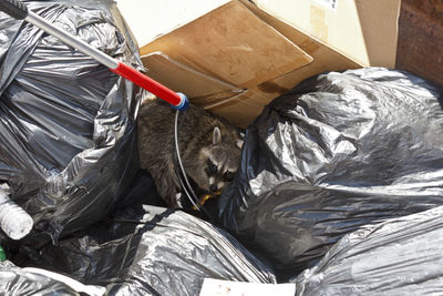 High angle view of cat sleeping in the bed