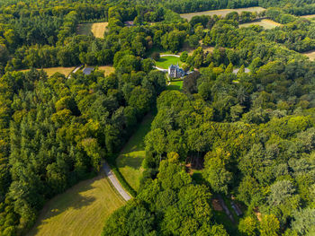 High angle view of trees in forest