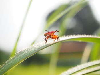 Close-up of ant on leaf