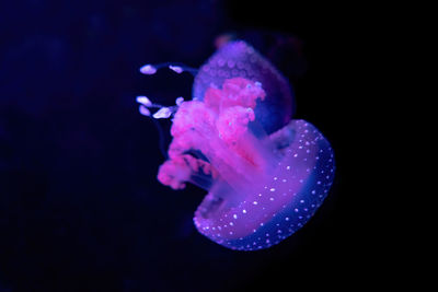 Close-up of jellyfish swimming in sea