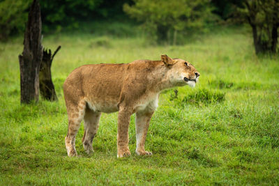 Lioness stands shaking head near tree stump