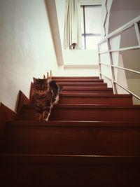 Low angle view of cat sitting on steps at home