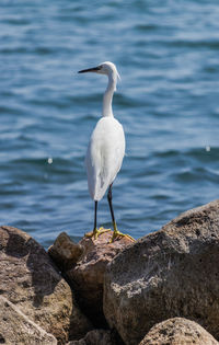 Bird perching on rock by lake