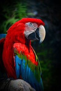 Close-up of parrot perching