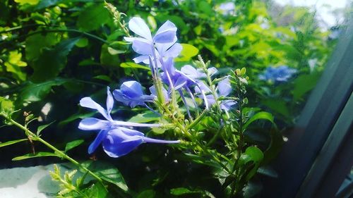 Close-up of purple flowers