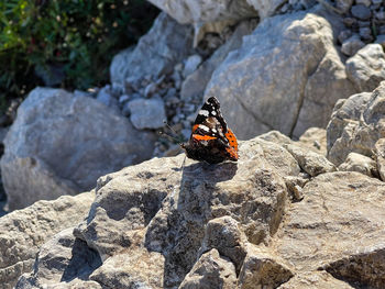 View of butterfly on rock