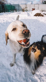 Happy dogs