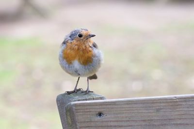 Close-up of bird perching on wood