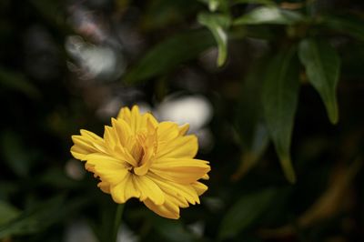 Close-up of yellow flowering plant