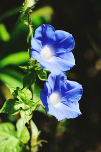 Close-up of purple flowering plant