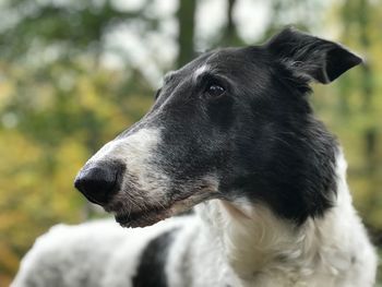 Close-up of black dog