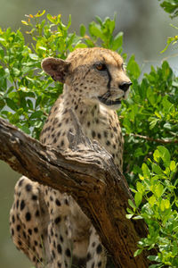 Close-up of cheetah sitting by leafy bushes