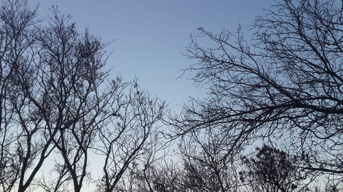 Low angle view of bare trees against clear sky