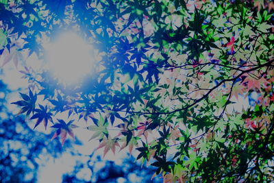 Low angle view of leaves on tree against sky