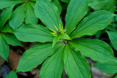 leaf