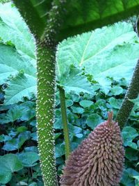 Close up of cactus plant