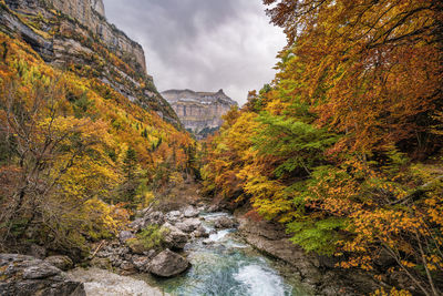 Scenic view of stream amidst trees against sky during autumn