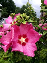 Close-up of pink hibiscus blooming outdoors