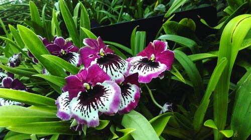 Close-up of purple flowers