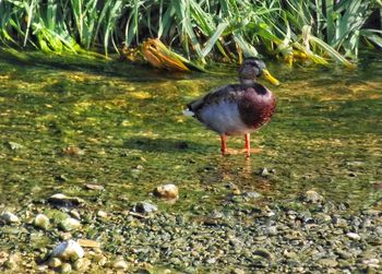 Duck on a lake