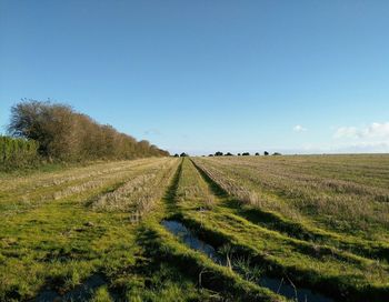 Scenic view of agricultural field against clear blue sky