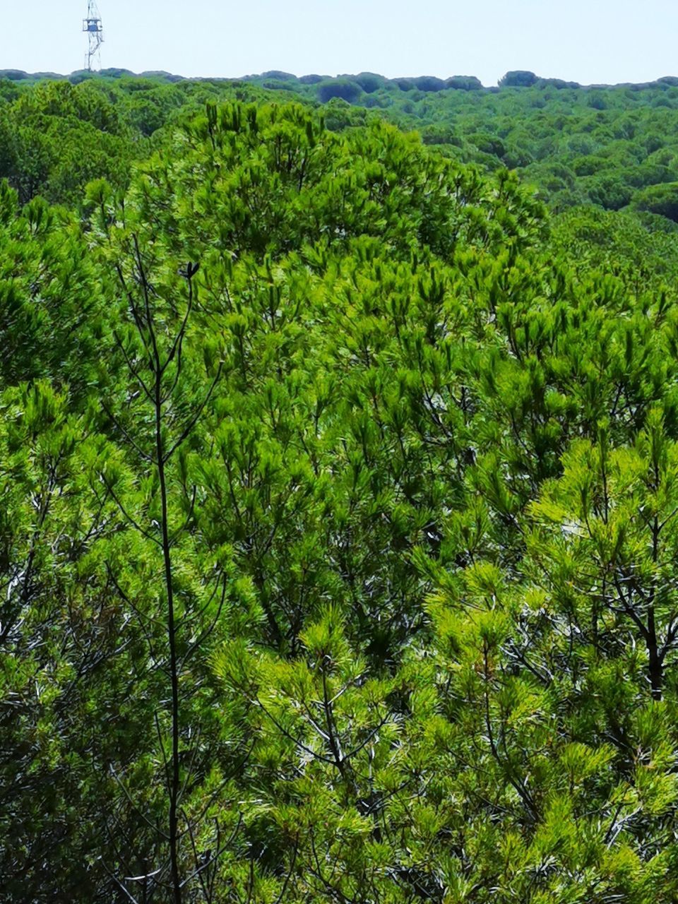 SCENIC VIEW OF TREES ON LAND AGAINST SKY